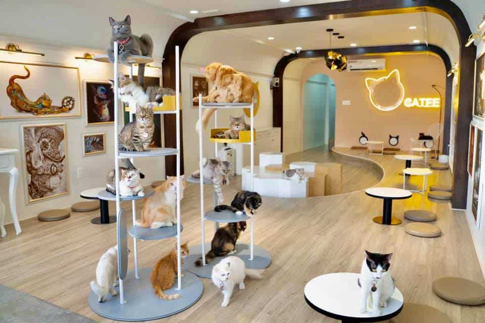 Chi phí mở pet shop Tổng hợp mô hình kinh doanh thú cưng