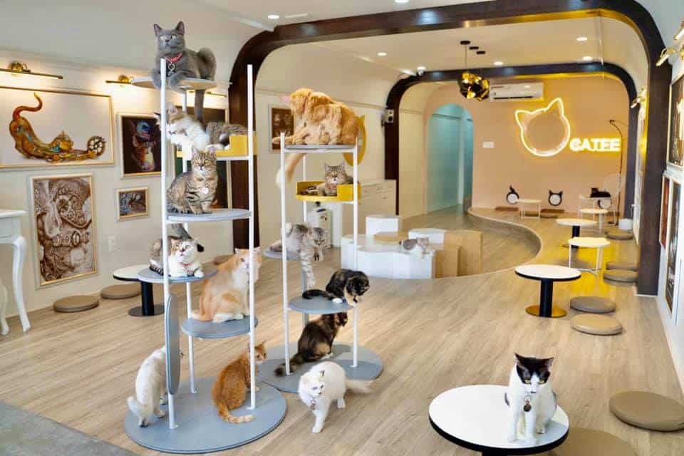 Tiêu chuẩn thiết kế quán cafe pet có thể bạn chưa biết  shop bàn ghế nhà  hàng